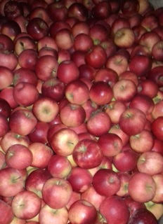 Nos pommes - Les vergers de la Caunelaye